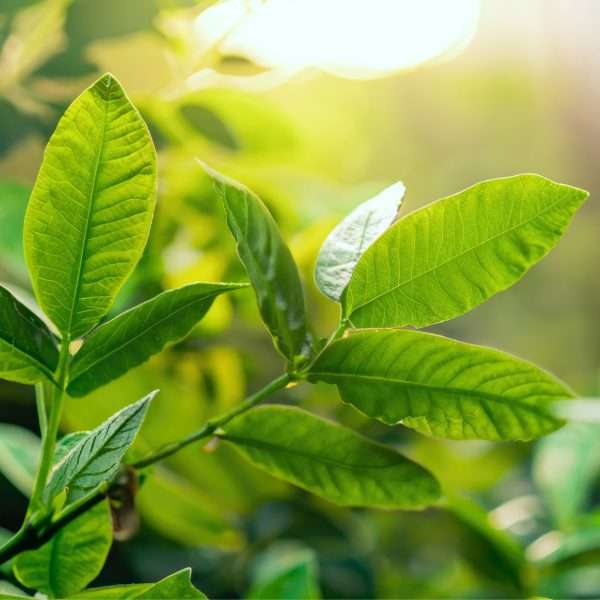 a close-up of a plant