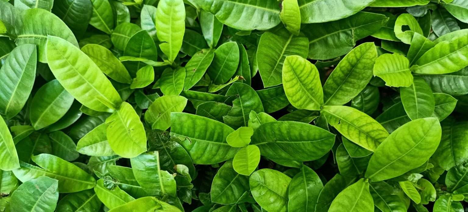 a close up of a plant