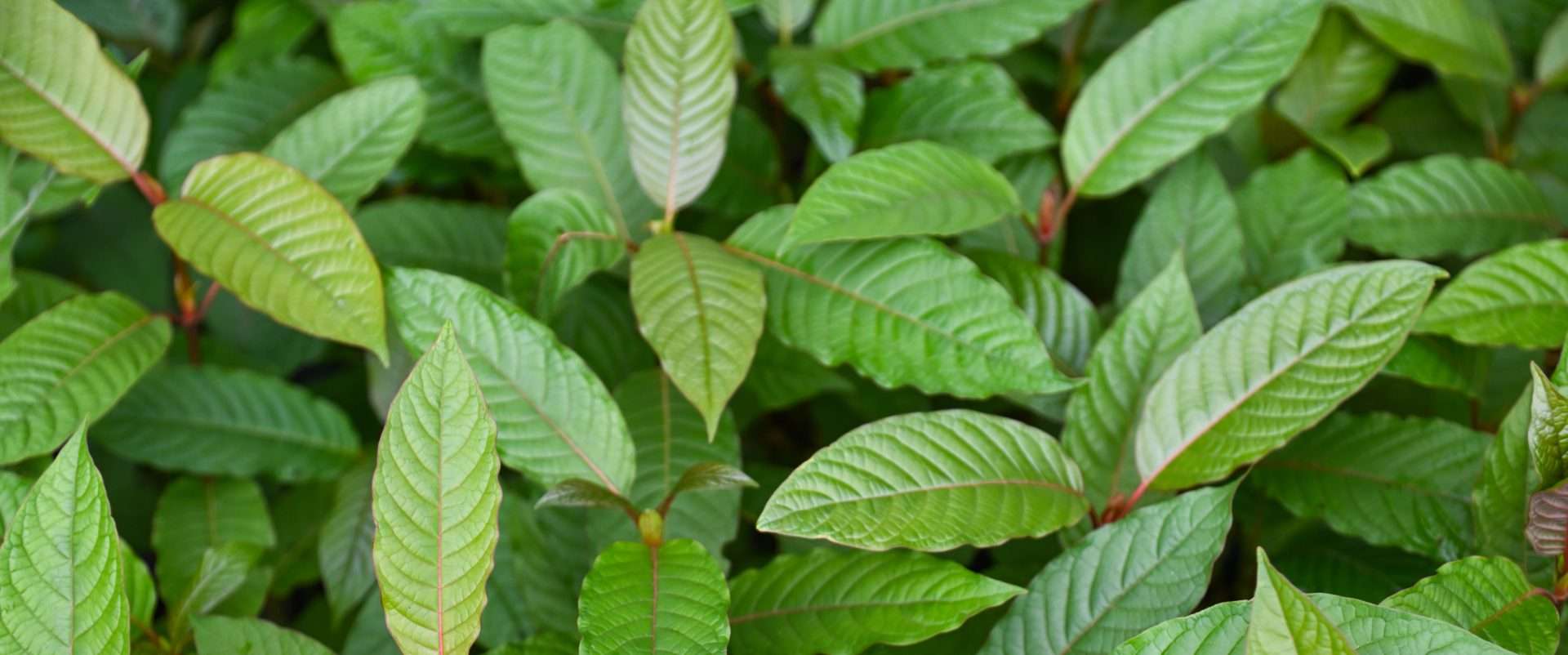 a close-up of a plant