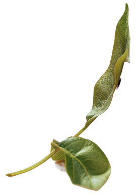 a close-up of a leaf