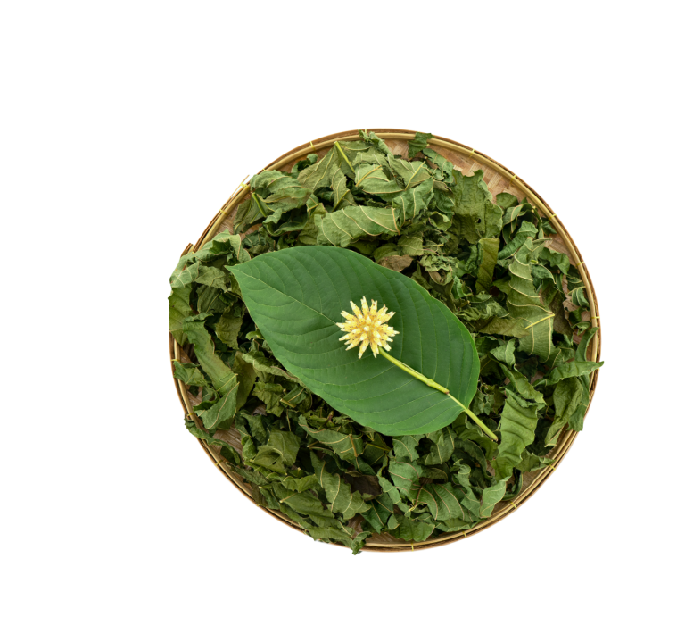 Green Kratom Leaf