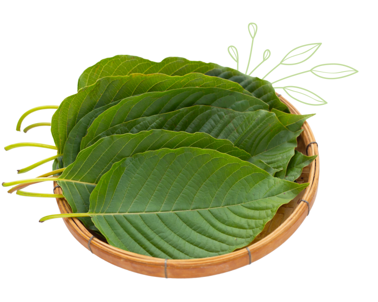 Kratom Leaf